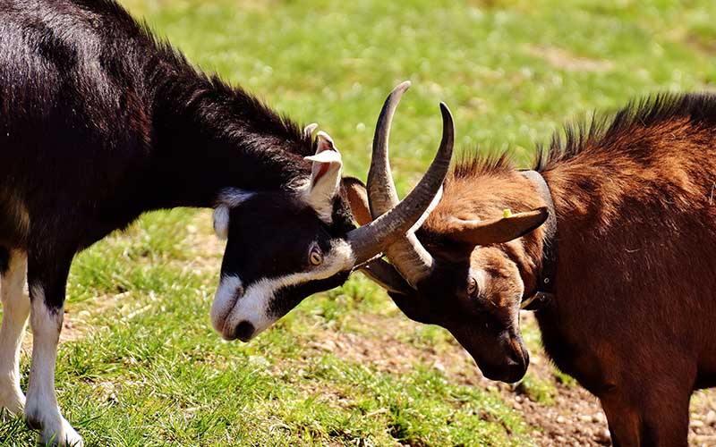 Goats Fighting.